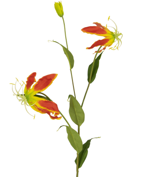 Den konstgjorda blomman Gloriosa 81 cm röd/gul har två öppna röda och gula gloriosa liljablommor, en sluten knopp och ett antal långa gröna blad, allt mot en vanlig vit bakgrund.