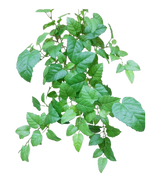 The Artificial Hanging House Vine Green 70cm har gröna blad med tandade kanter och synliga ådror på tunna, grenade stjälkar, mot en vanlig vit bakgrund.