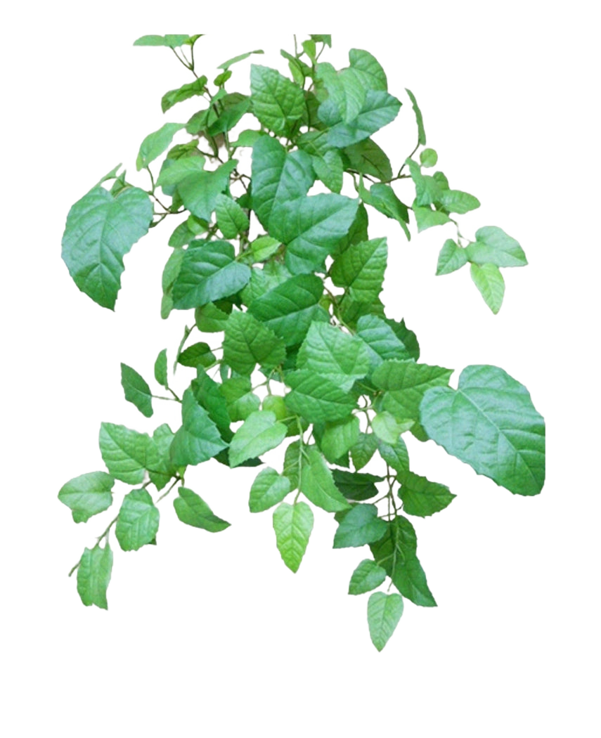 The Artificial Hanging House Vine Green 70cm har gröna blad med tandade kanter och synliga ådror på tunna, grenade stjälkar, mot en vanlig vit bakgrund.