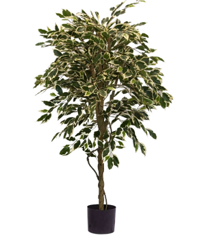 Den konstgjorda växten Ficus Variegated 150 cm har färgglada gröna och vita blad och en vriden stam, i en enkel svart kruka mot en vanlig vit bakgrund.