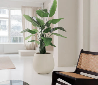 Ut med julgranen – in med gröna växter och träd året runt