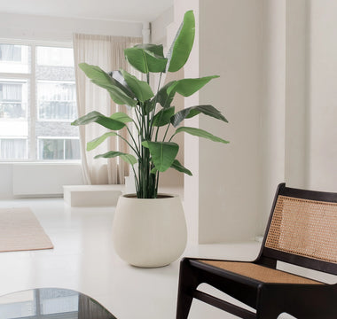 Ut med julgranen – in med gröna växter och träd året runt