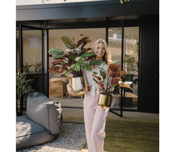 Black Week hos Ambiplants – Fantastisk rabatt!