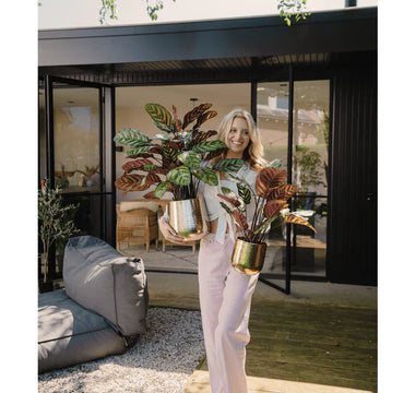 Black Week hos Ambiplants – Fantastisk rabatt!