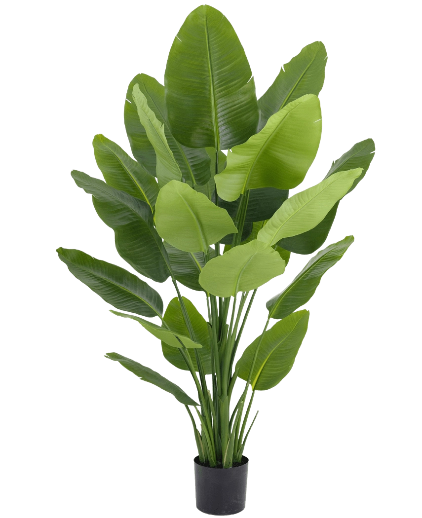Konst Strelitzia