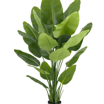Konst Strelitzia