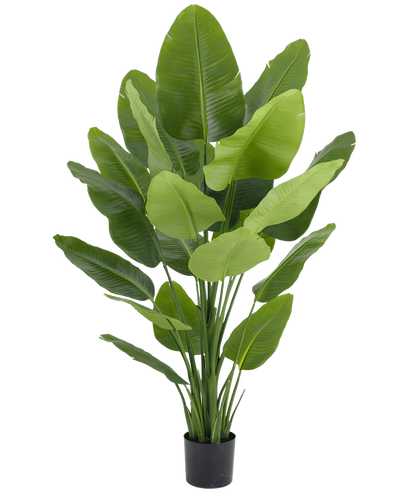 Konst Strelitzia