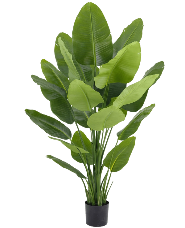 Konst Strelitzia