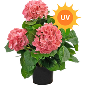 Konstgjorda blommor UV