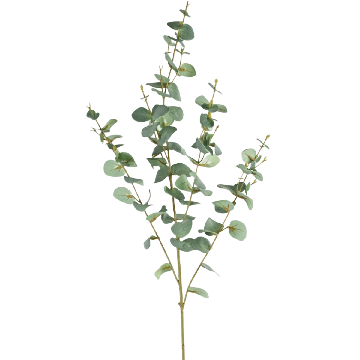 Konst Eukalyptus