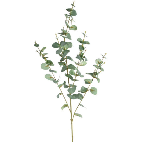 Konst Eukalyptus