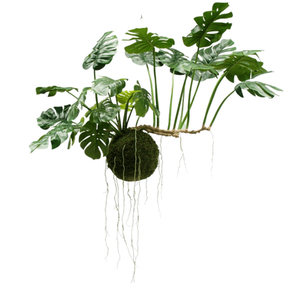 Stora hängande växter