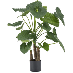 Konst Alocasia