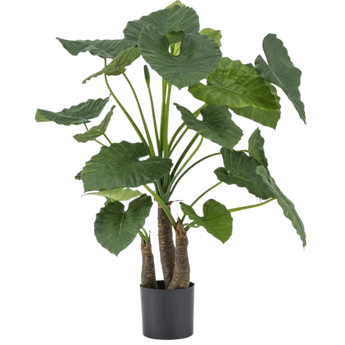 Konst Alocasia