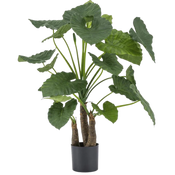 Konst Alocasia