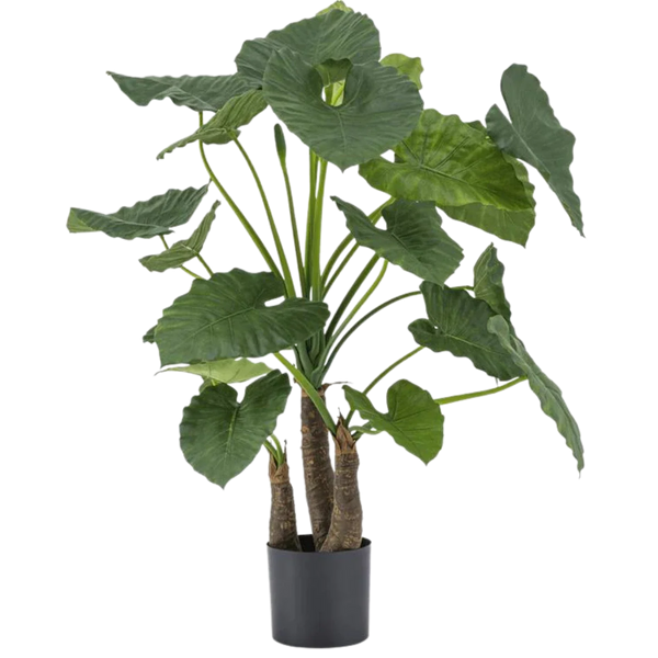 Konst Alocasia