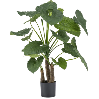 Konst Alocasia
