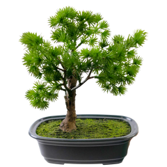 Konstgjort bonsai