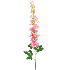 Kunst Delphinium