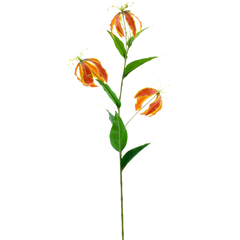 Konst Gloriosa