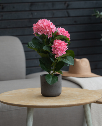 Den Artificiella Hortensia Rosa UV 35 cm-växten står på ett runt träbord, med en grå fåtölj, beige hatt och mörk trävägg i bakgrunden.