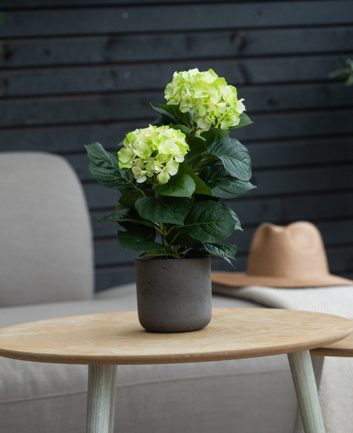 Artificiell Hortensia Grön UV 35 cm med ljusgröna blommor står på ett runt träbord. Bakom den står en grå stol med kuddar och en beige mössa på en ljus filt.