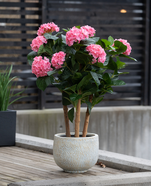 Artificiell hortensia UV 85 cm rosa, med flera stjälkar med klasar av ljusrosa hortensiablommor och gröna blad, placeras utanför på en träyta nära ett modernt staket.