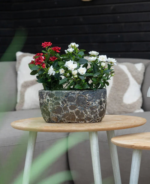 En Artificiell Plant Patio Rose 35 cm kräm UV står på ett runt träbord framför en beige soffa med mönstrade kuddar.