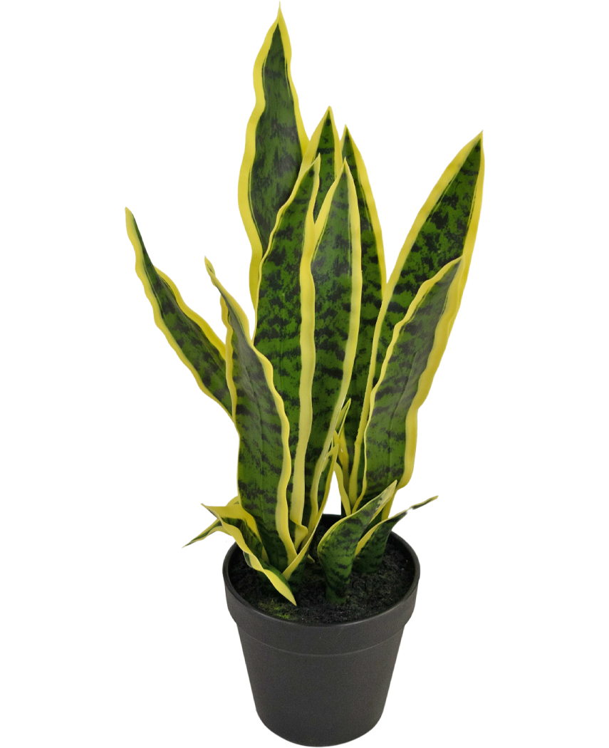Konstgjord växt Sansevieria Laurentii 44 cm i prydnadskruka – Ambiplant ...