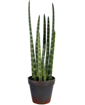 Konstgjord Sansevieria Cylindrica 43 cm