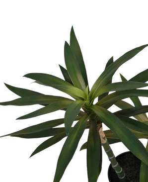 Konstgjord växt Yucca gigantea 53 cm