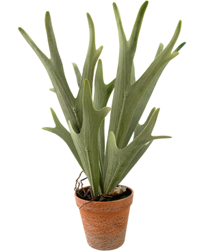 Konstgjord växt Ormbunke Staghorn 43 cm