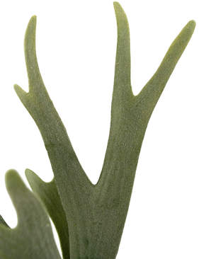 Konstgjord växt Ormbunke Staghorn 43 cm