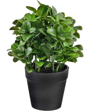 Konstgjord växt Peperomia 20 cm