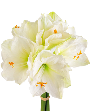 Konstgjord blomma Amaryllis vit 36 cm