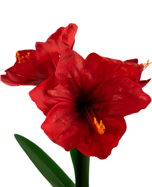 Konstgjord blomma Amaryllis röd 48 cm