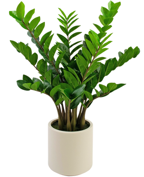 Konstgjord växt Zamioculcas färdig i beige kruka 80 cm