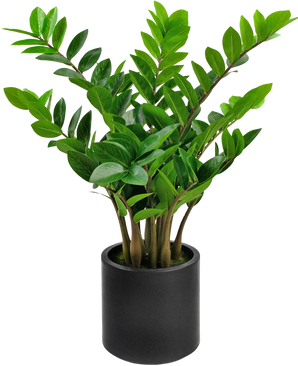 Konstgjord växt Zamioculcas färdig i svart kruka 80 cm