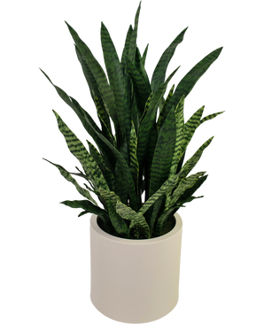 Konstgjord Sansevieria Zylanica 43 cm färdig i beige kruka