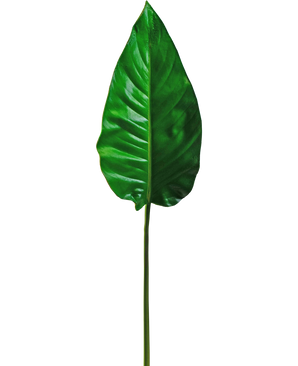 Konstgjort ark Alocasia 76cm