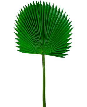 Konstgjort blad Washingtonia 105cm