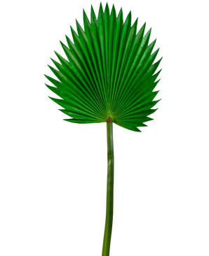 Konstgjort blad Washingtonia 83cm