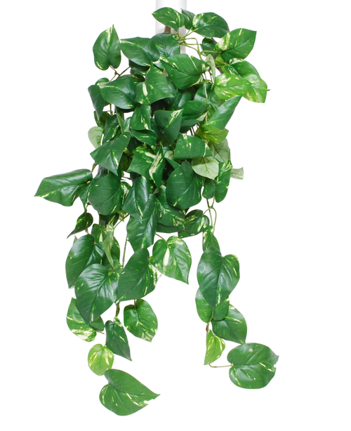 Den konstgjorda hängväxten Golden Vine Deluxe 80 cm har överhängande, hjärtformade gröna blad med gula nyanser på vit bakgrund.