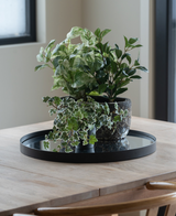 På ett ljust träbord vid fönstret står en svart bricka med tre Artificiell murgröna Deluxe grön-vit i krukor på 22 cm UV; två trästolar är delvis synliga.