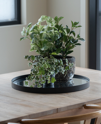 På ett ljust träbord vid fönstret står en svart bricka med tre Artificiell murgröna Deluxe grön-vit i krukor på 22 cm UV; två trästolar är delvis synliga.