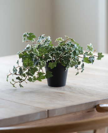 Artificiell murgröna Deluxe grön-vit i en 22 cm kruka (UV), med frodiga gröna och vita löv, står på ett ljust träbord, medan mjukt naturligt ljus lyser in från vänster.