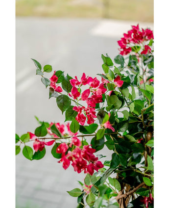 Bougainvillea konstgjord växt Liana Fuchsia 115 cm