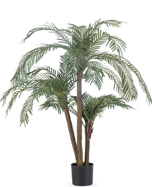 Cycas Palmetto Classic 135 cm