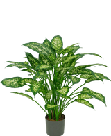 En 75 cm konstgjord Dieffenbachia-växt med frodiga gröna blad, dekorerad med blekt gulgröna markeringar, avbildad mot en vanlig vit bakgrund.
