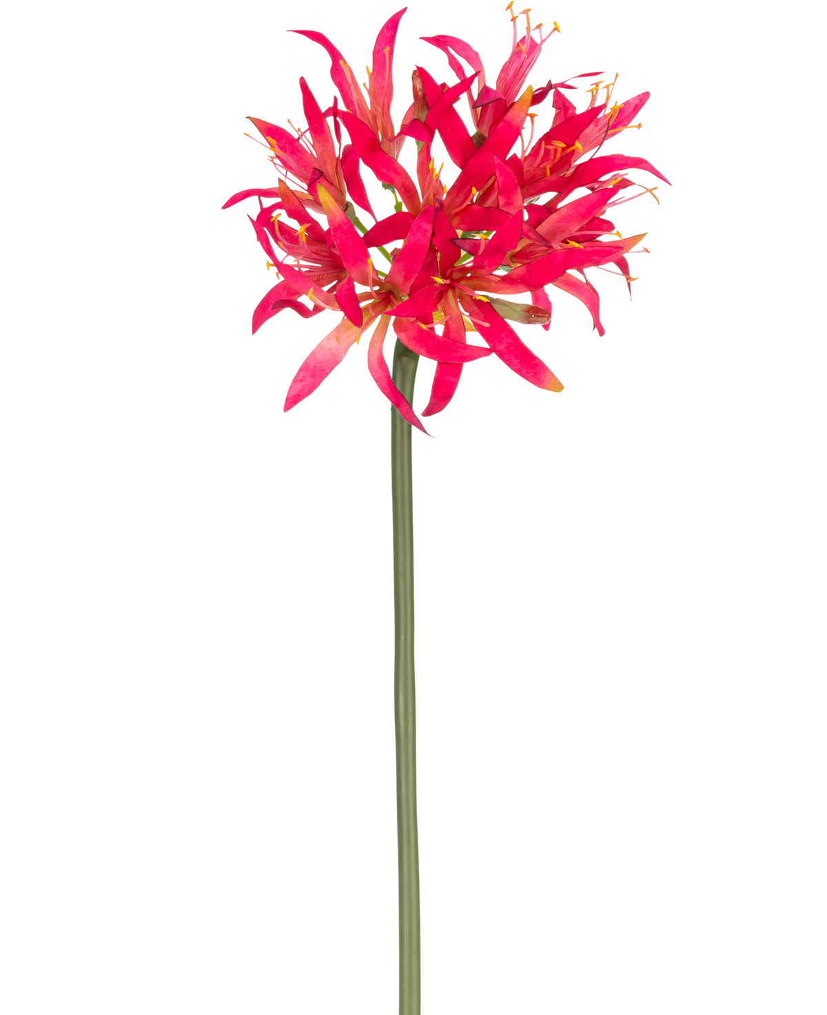 Den konstgjorda blomman Nerine 70 cm fuchsia har en lång grön stjälk med ett stort kluster av fuchsia på toppen, striga kronblad som sticker ut ljust mot en vanlig vit bakgrund.